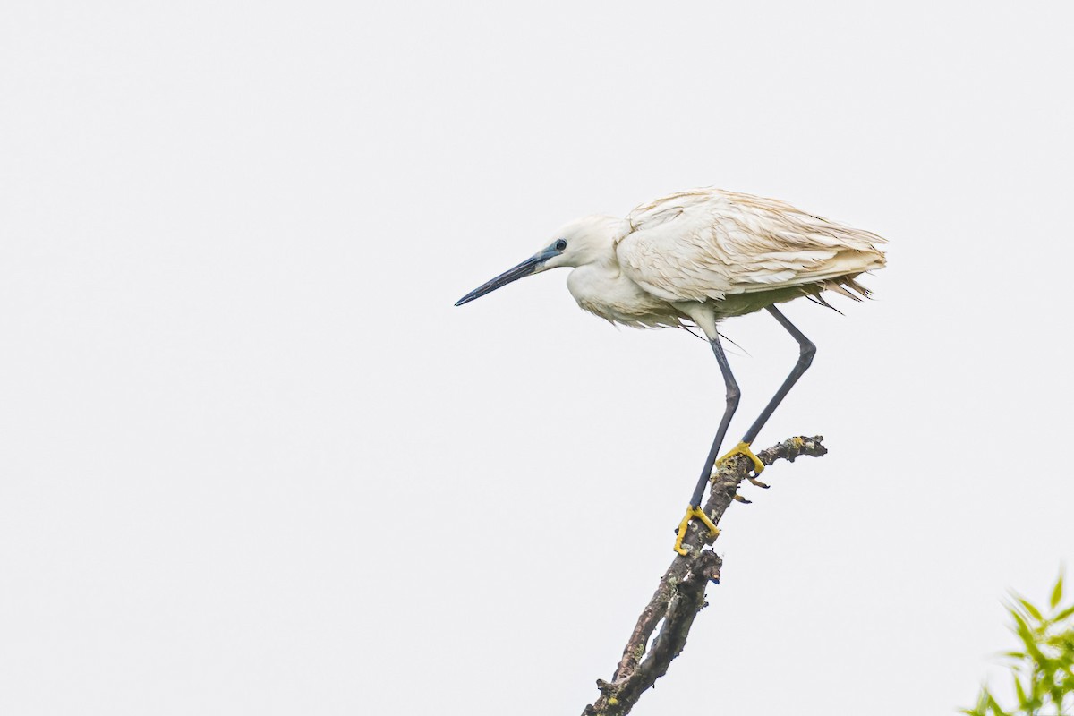 Aigrette garzette - ML645848260