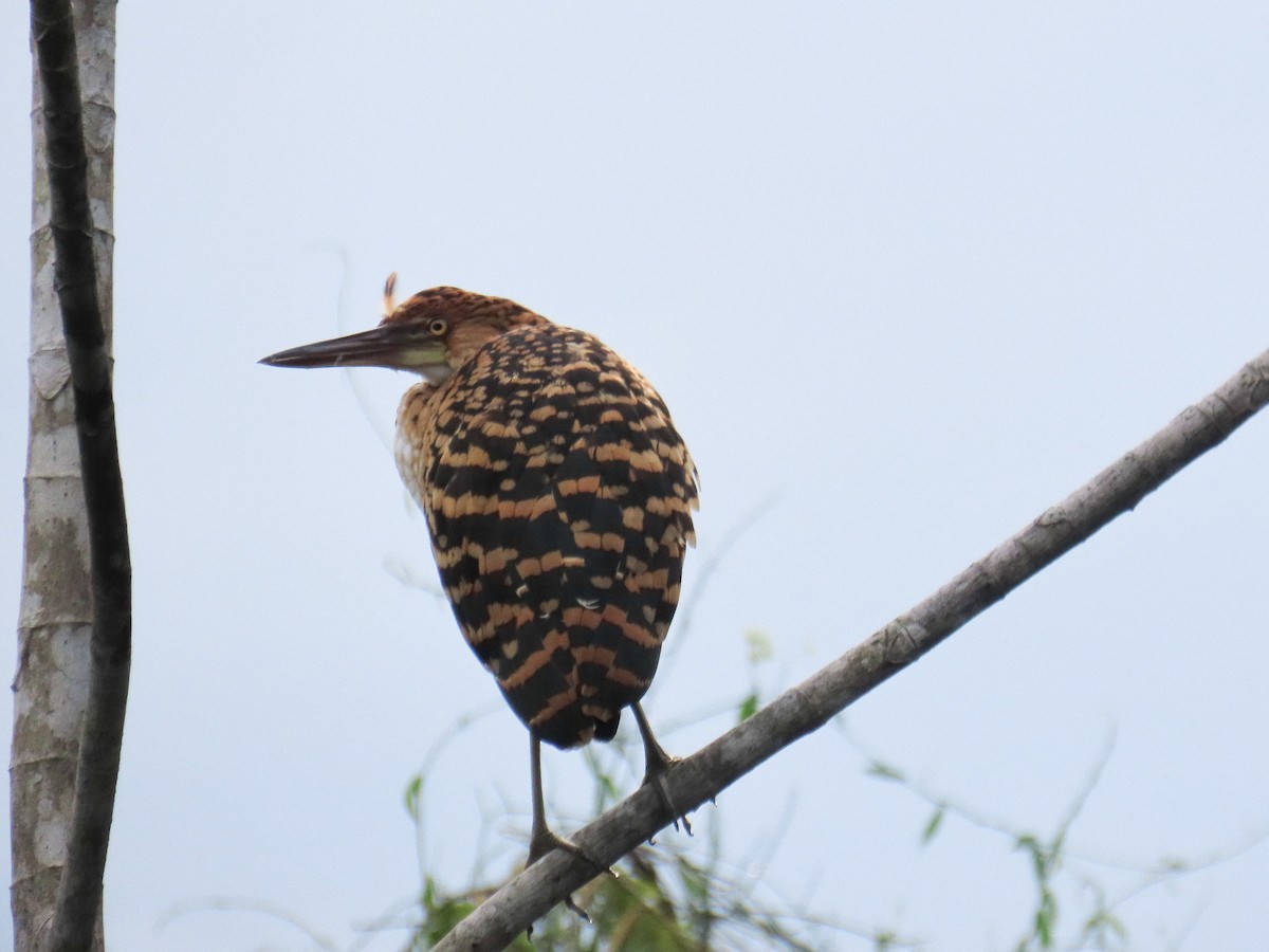 Rufescent Tiger-Heron - ML645848261