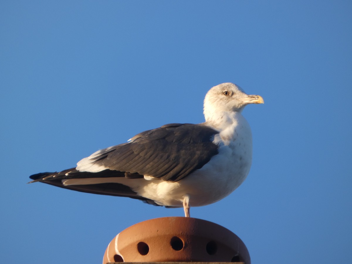 European Herring Gull - ML645848262