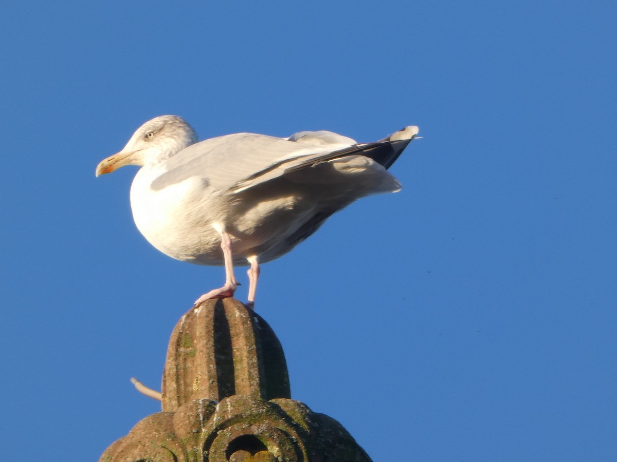 European Herring Gull - ML645848263