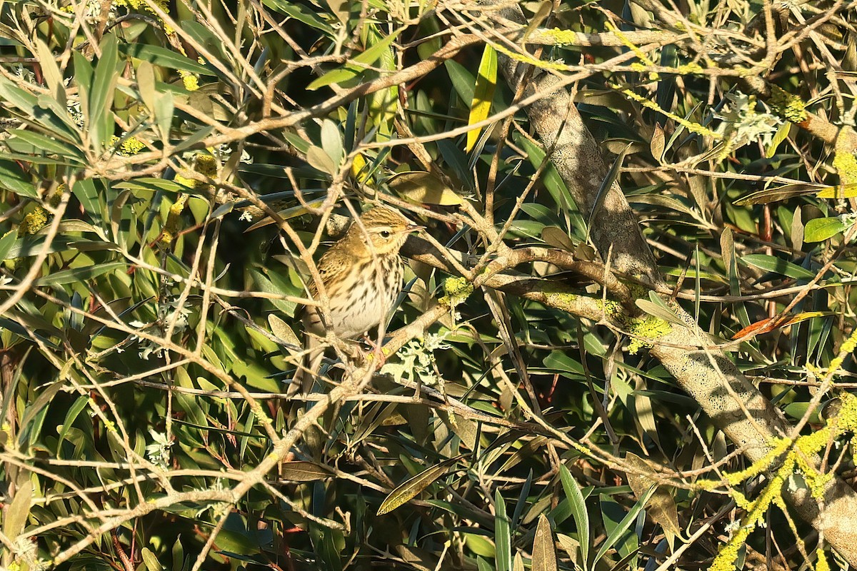 Olive-backed Pipit - ML645848266