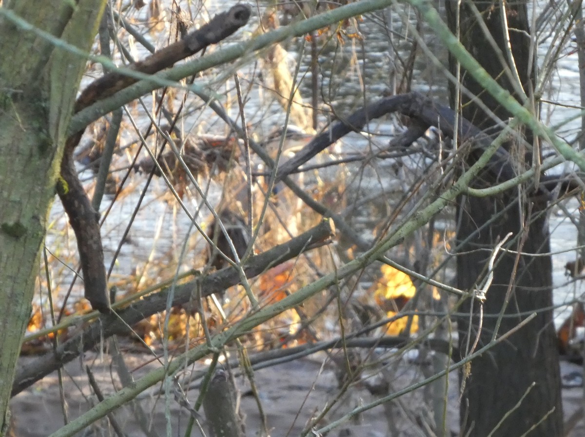 蒼鷺 - ML645848269