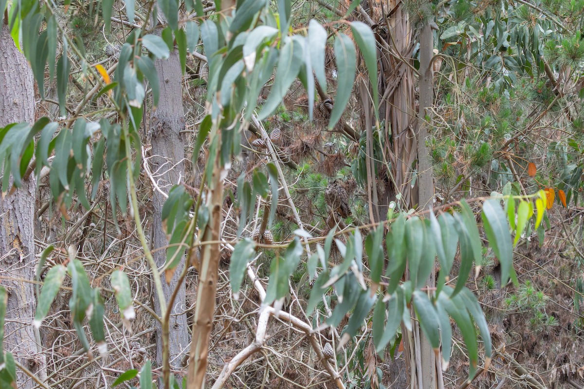 Lesser Horned Owl - ML645848284