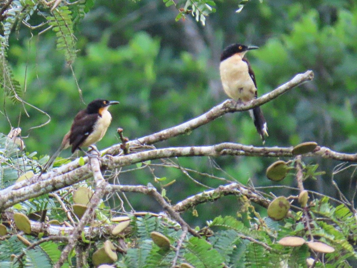 Black-capped Donacobius - ML645848288