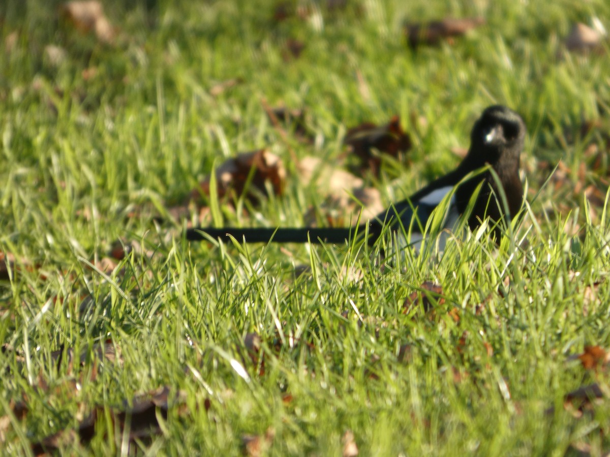 Eurasian Magpie - ML645848289