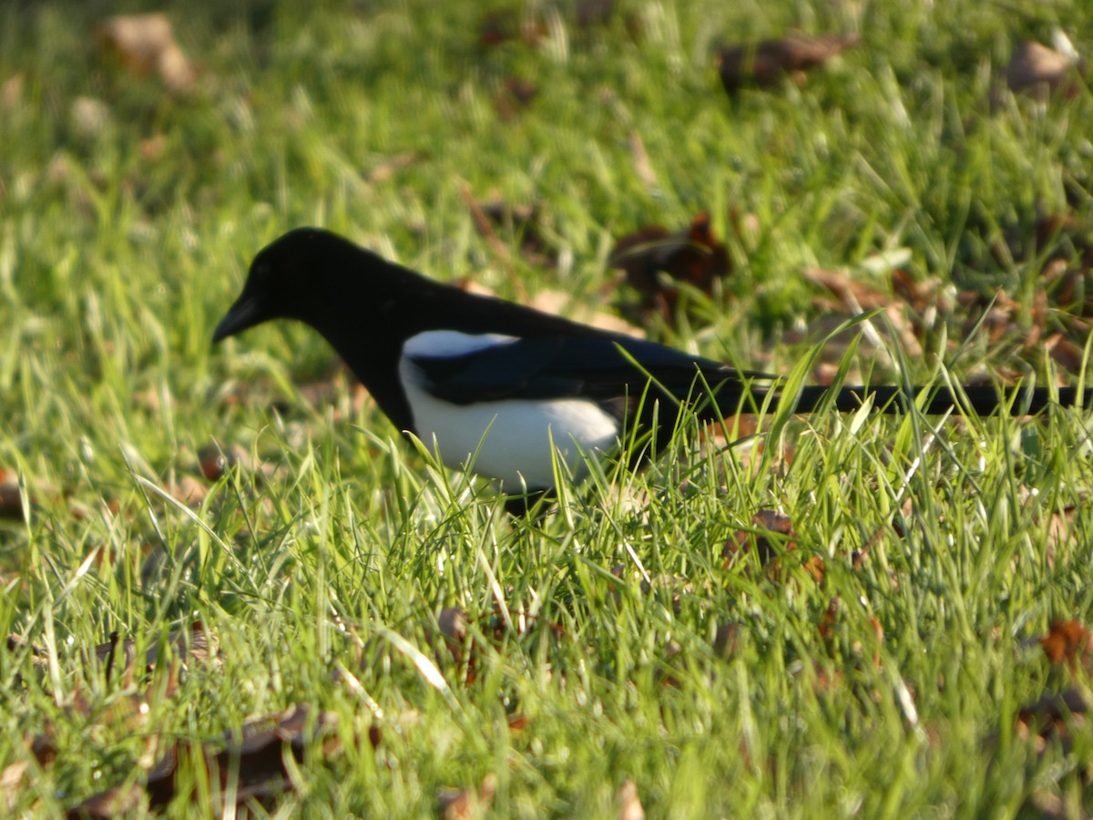 Eurasian Magpie - ML645848290