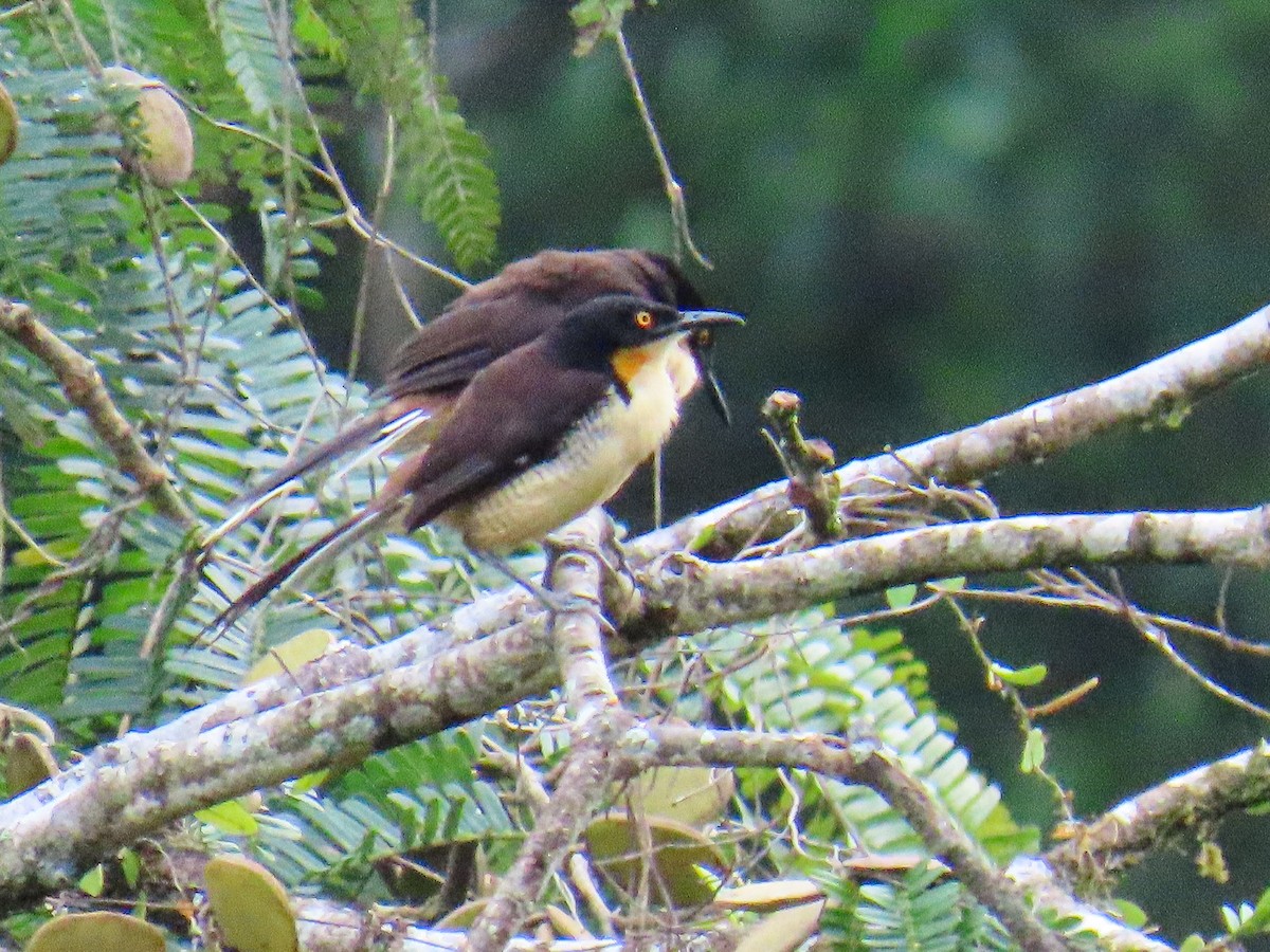 Black-capped Donacobius - ML645848294