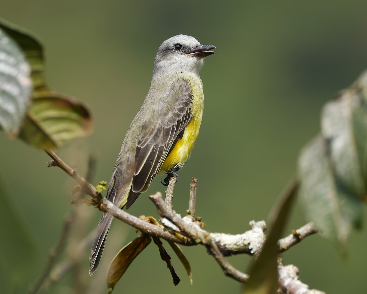 Tropical Kingbird - ML645848298