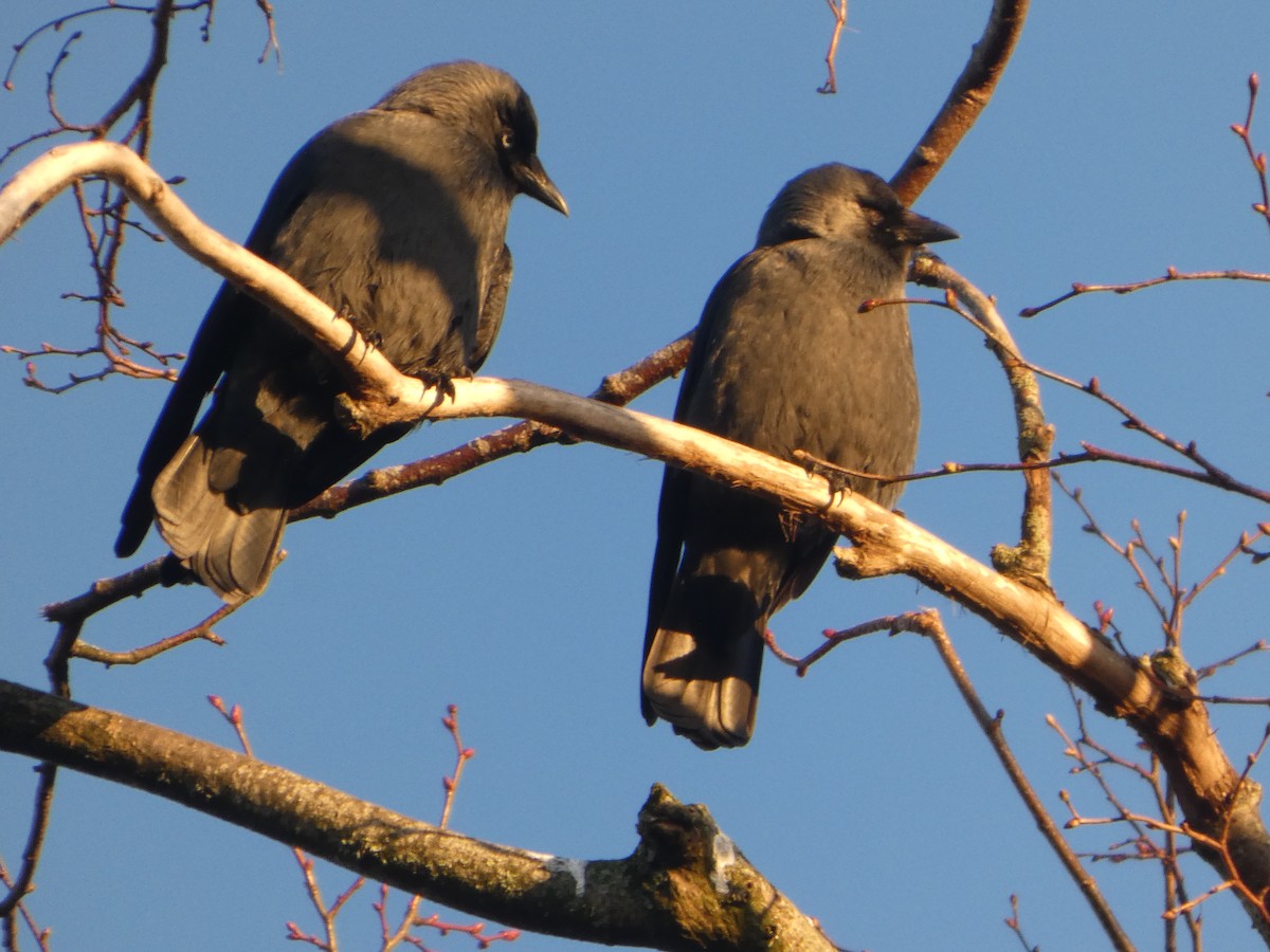 Eurasian Jackdaw - ML645848303