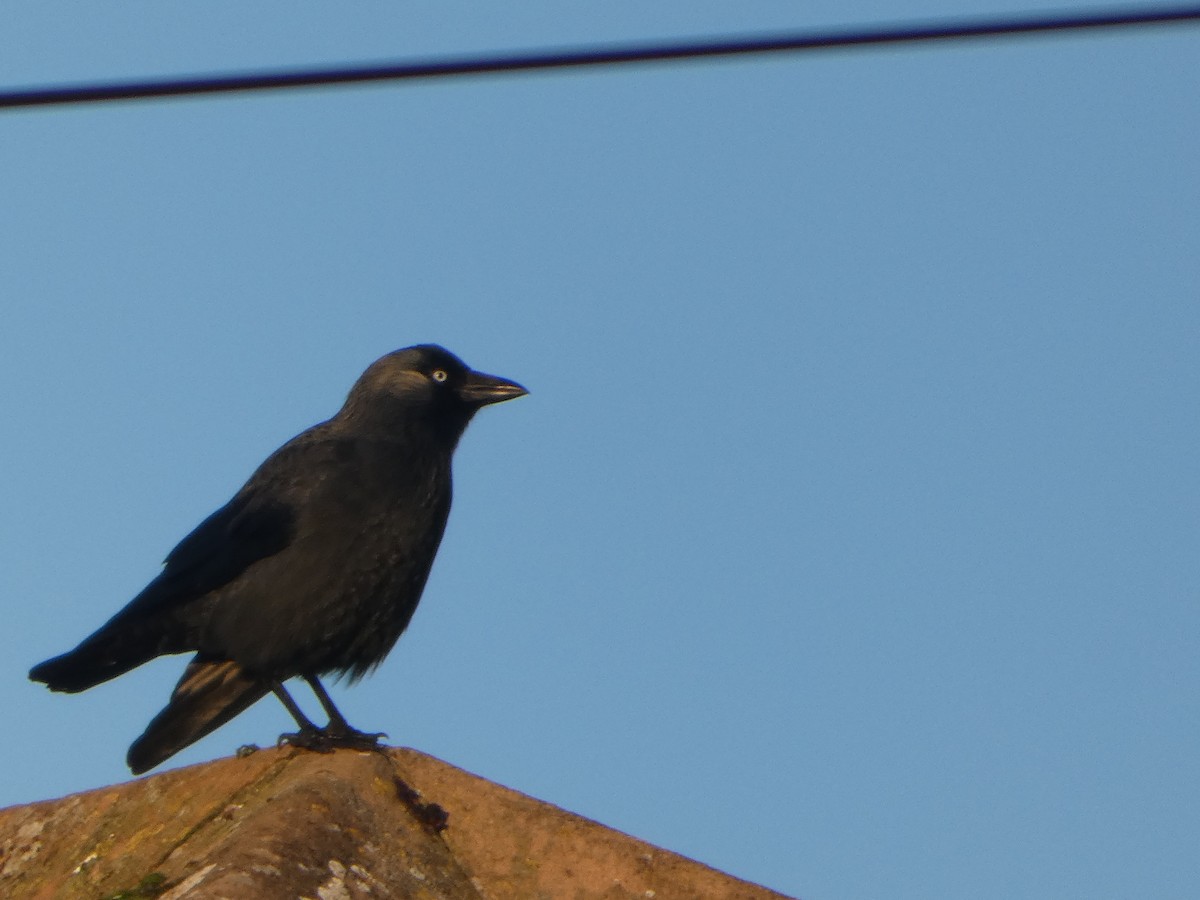 Eurasian Jackdaw - ML645848304