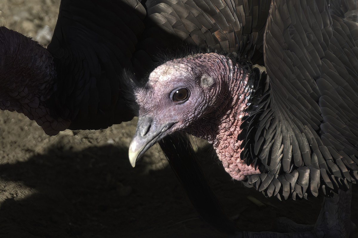 Wild Turkey - ML645848315