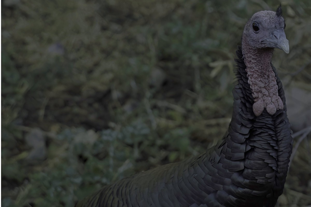 Wild Turkey - ML645848316