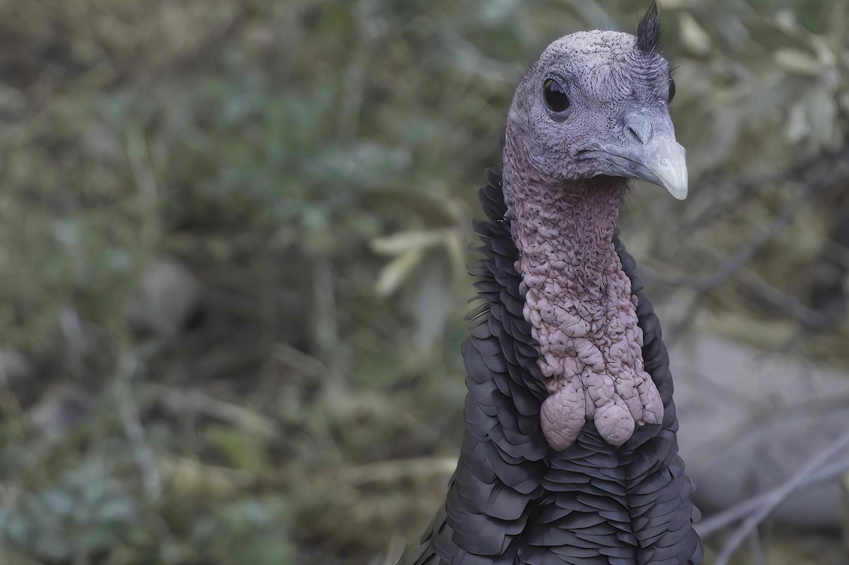 Wild Turkey - ML645848317