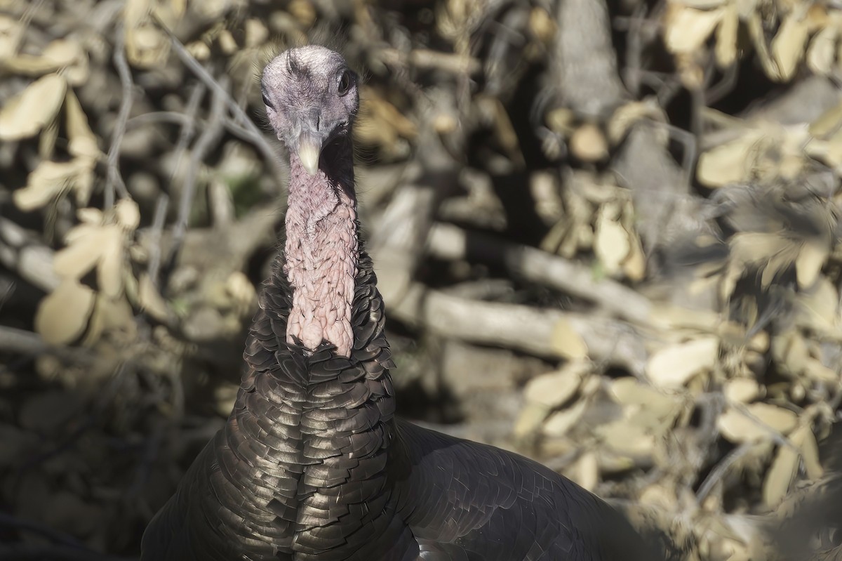 Wild Turkey - ML645848318