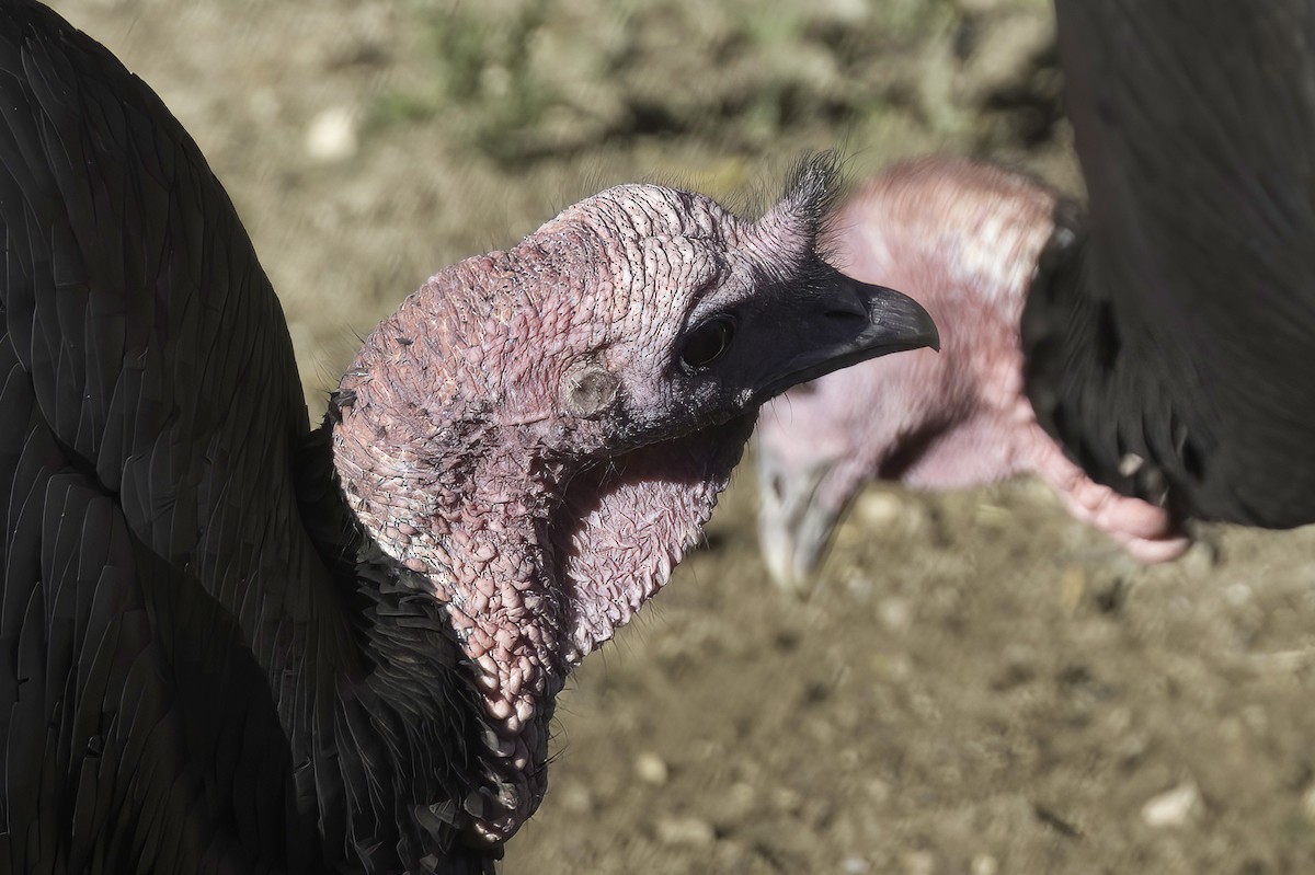 Wild Turkey - ML645848319