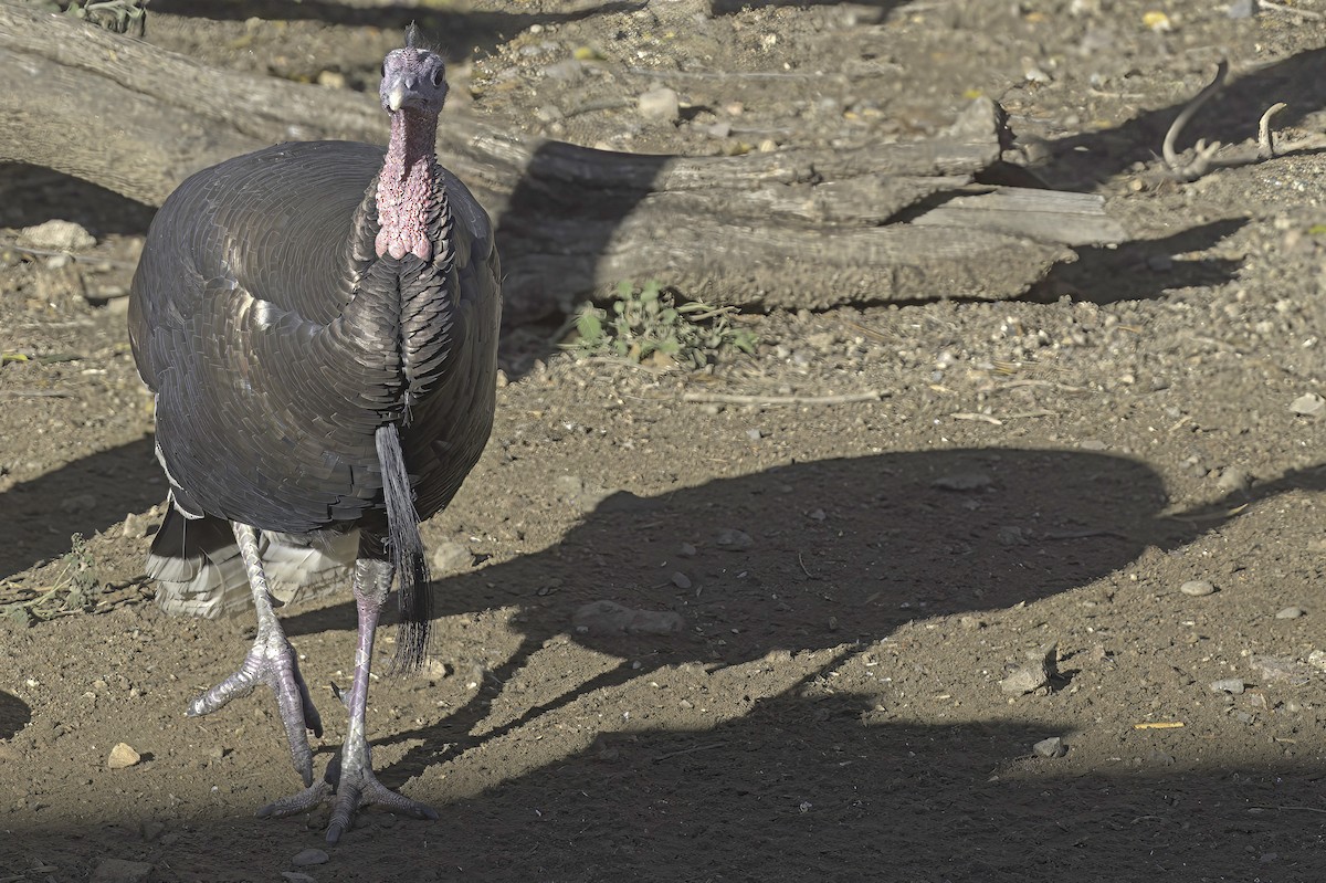 Wild Turkey - ML645848322