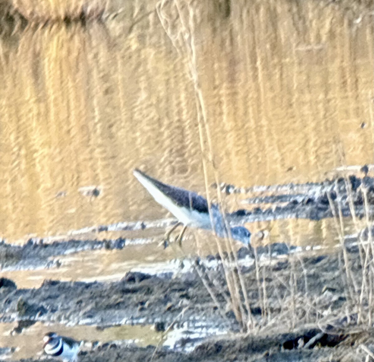 Common Greenshank - ML645848325