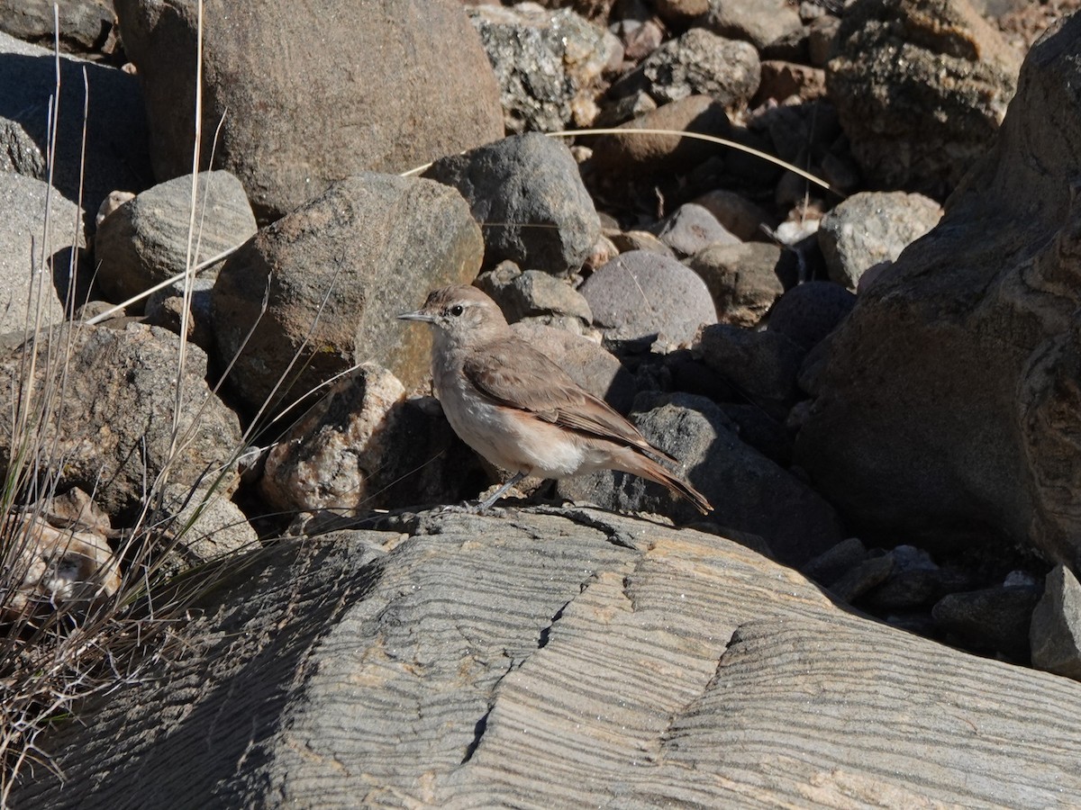 Rufous-banded Miner - ML645848326