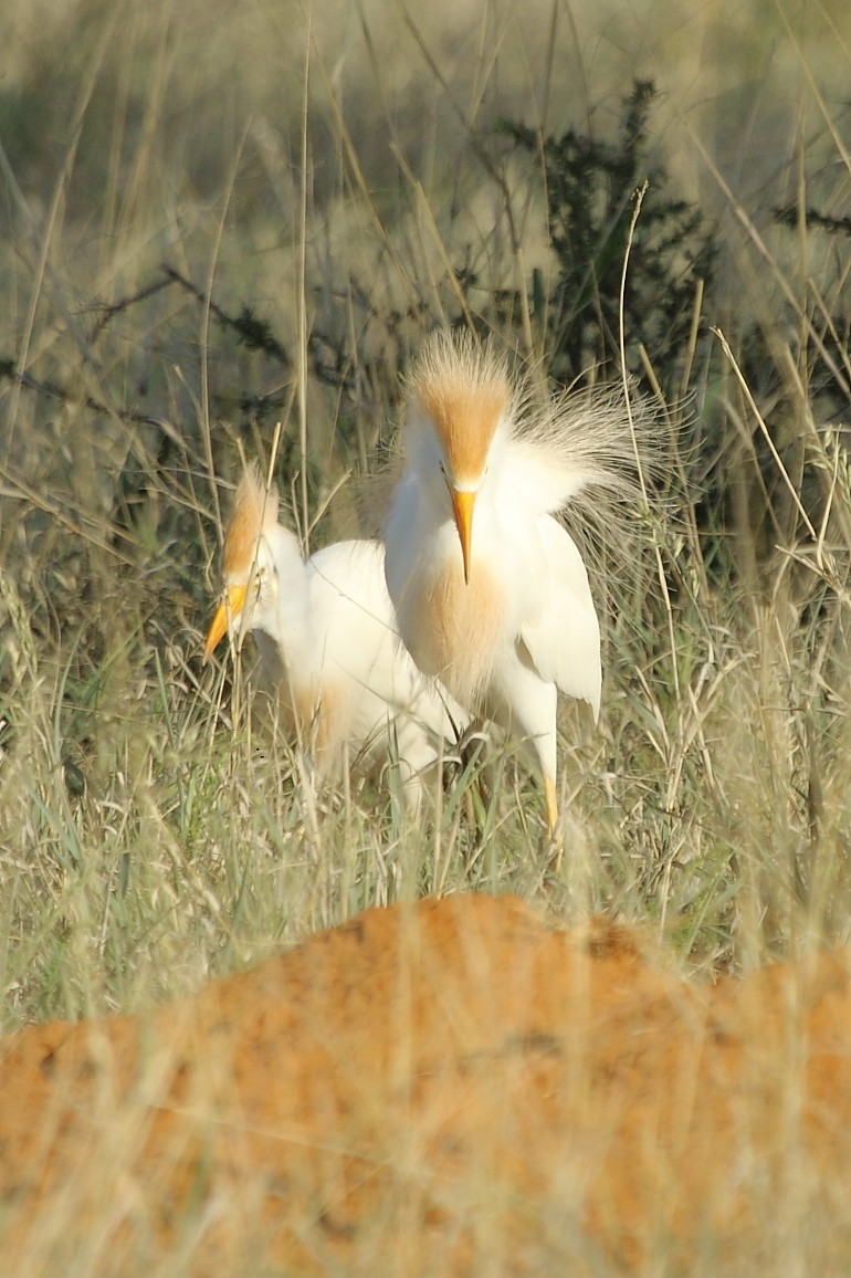 Western Cattle-Egret - ML645848327