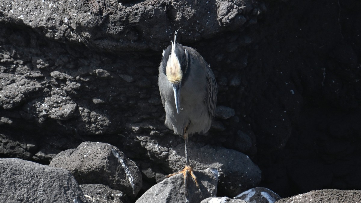 Yellow-crowned Night Heron (Galapagos) - ML645848330