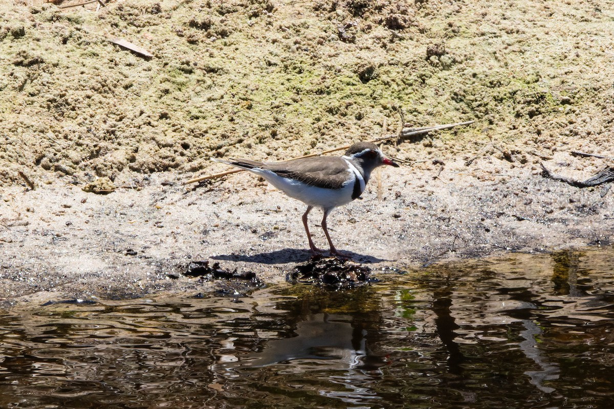 Three-banded Plover - ML645848331