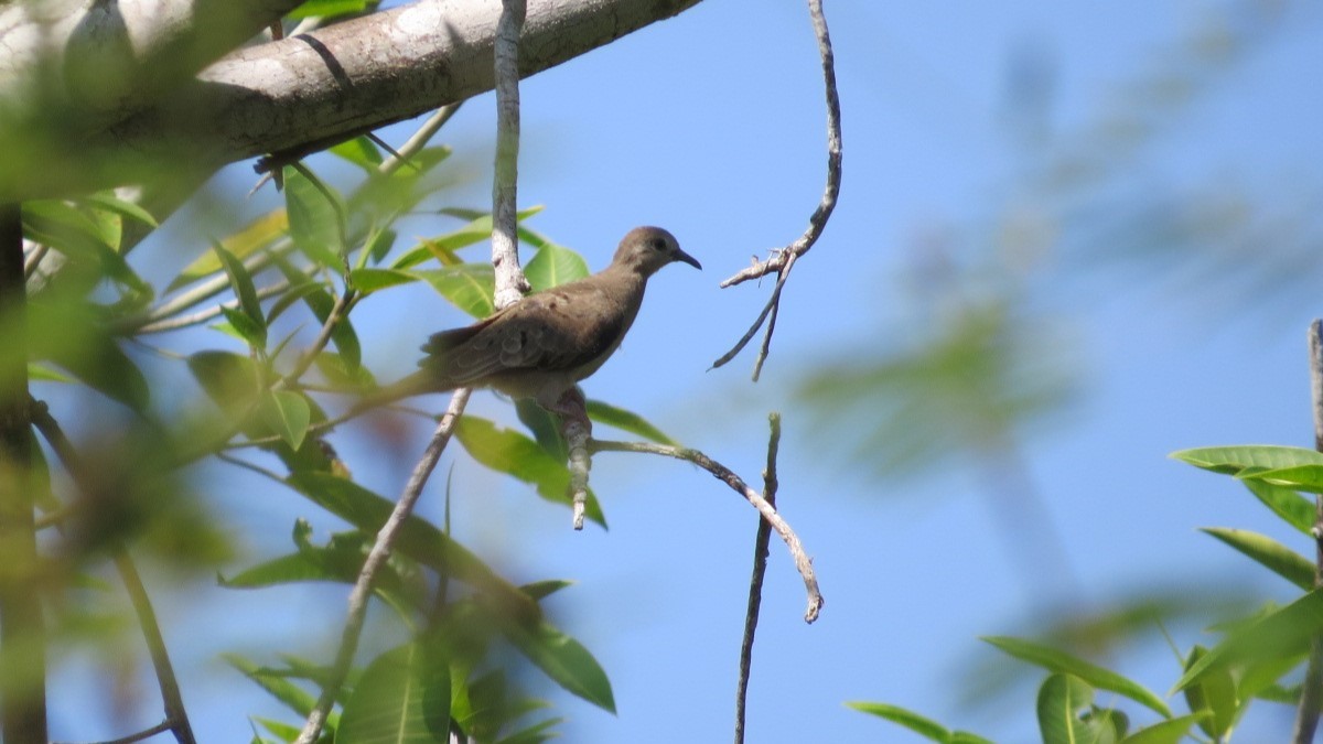 Ruddy Ground Dove - ML645848332