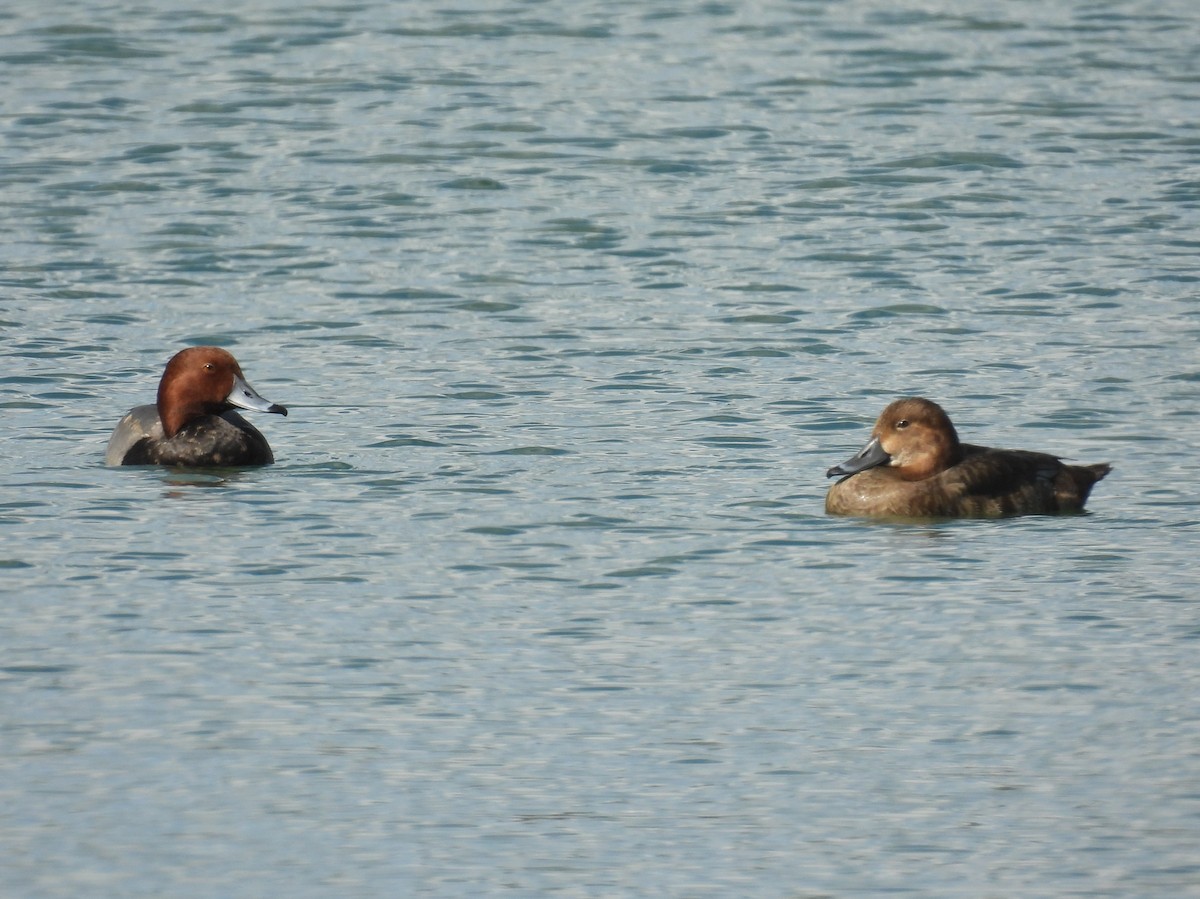 Redhead - ML645848333