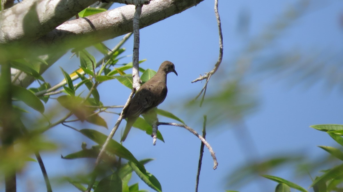 Ruddy Ground Dove - ML645848334