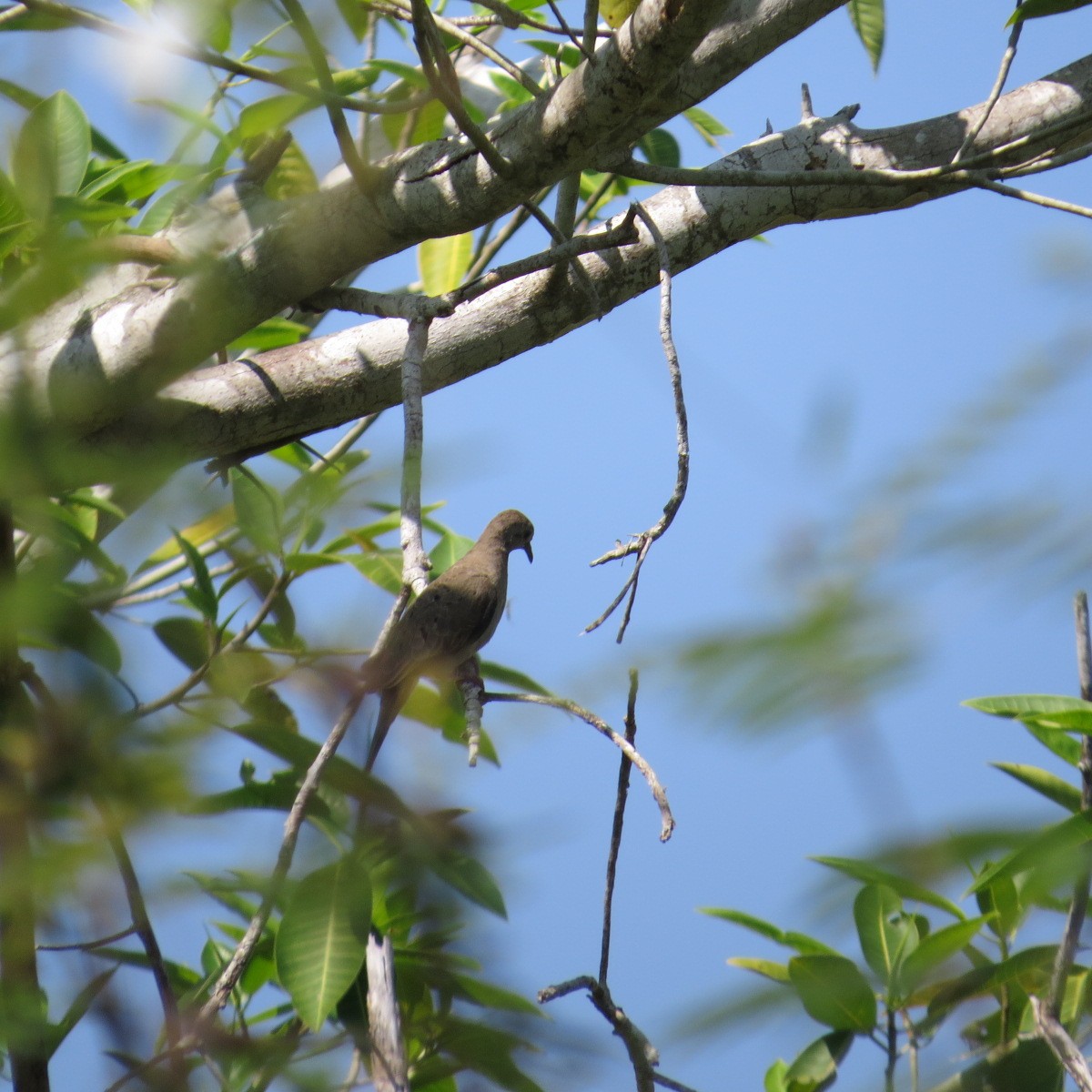 Ruddy Ground Dove - ML645848335