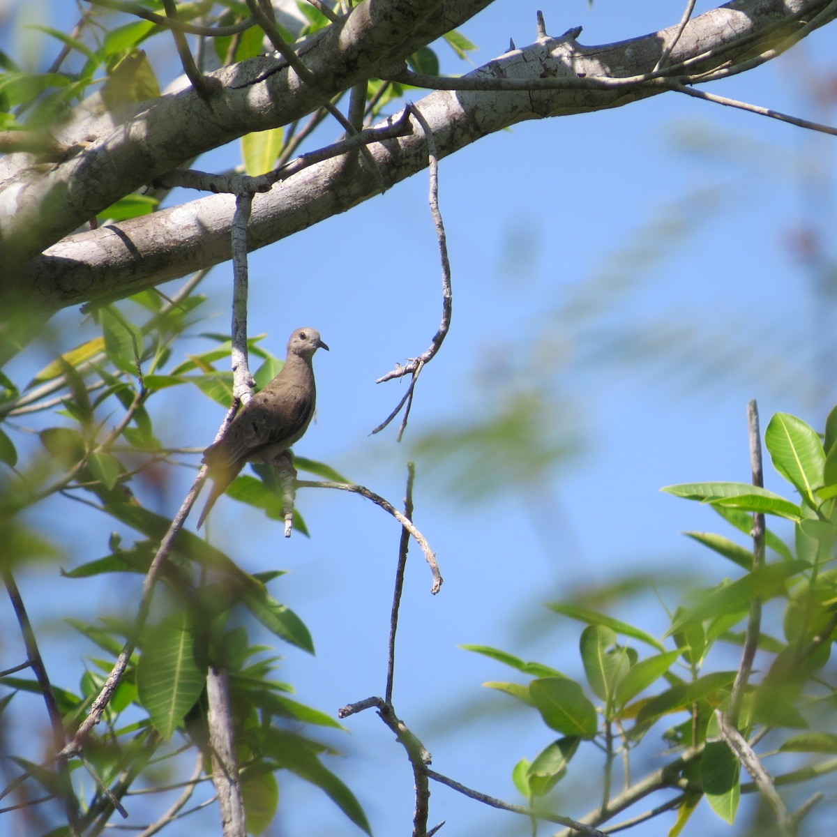 Ruddy Ground Dove - ML645848336