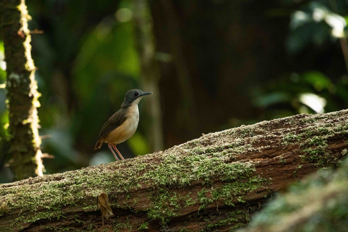 Short-tailed Babbler - ML645848338