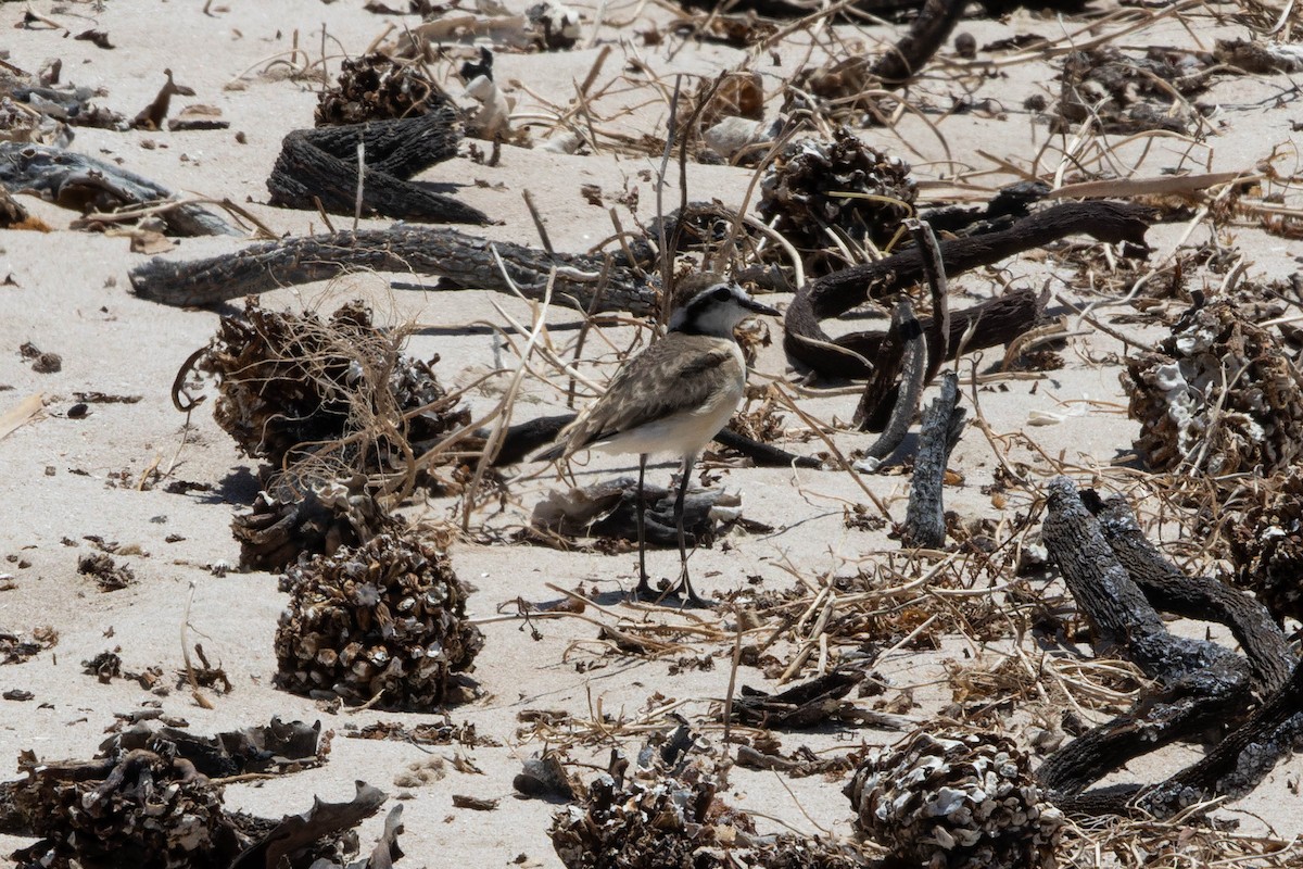 Kittlitz's Plover - ML645848339