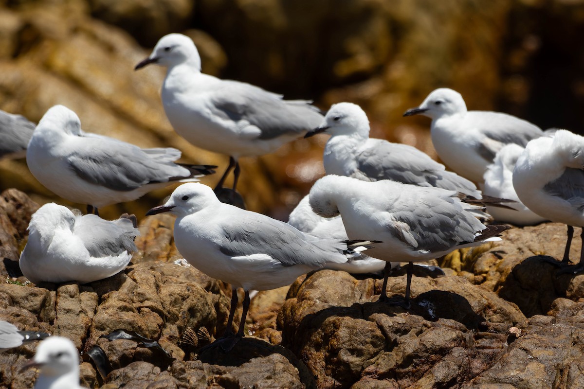Hartlaub's Gull - ML645848344