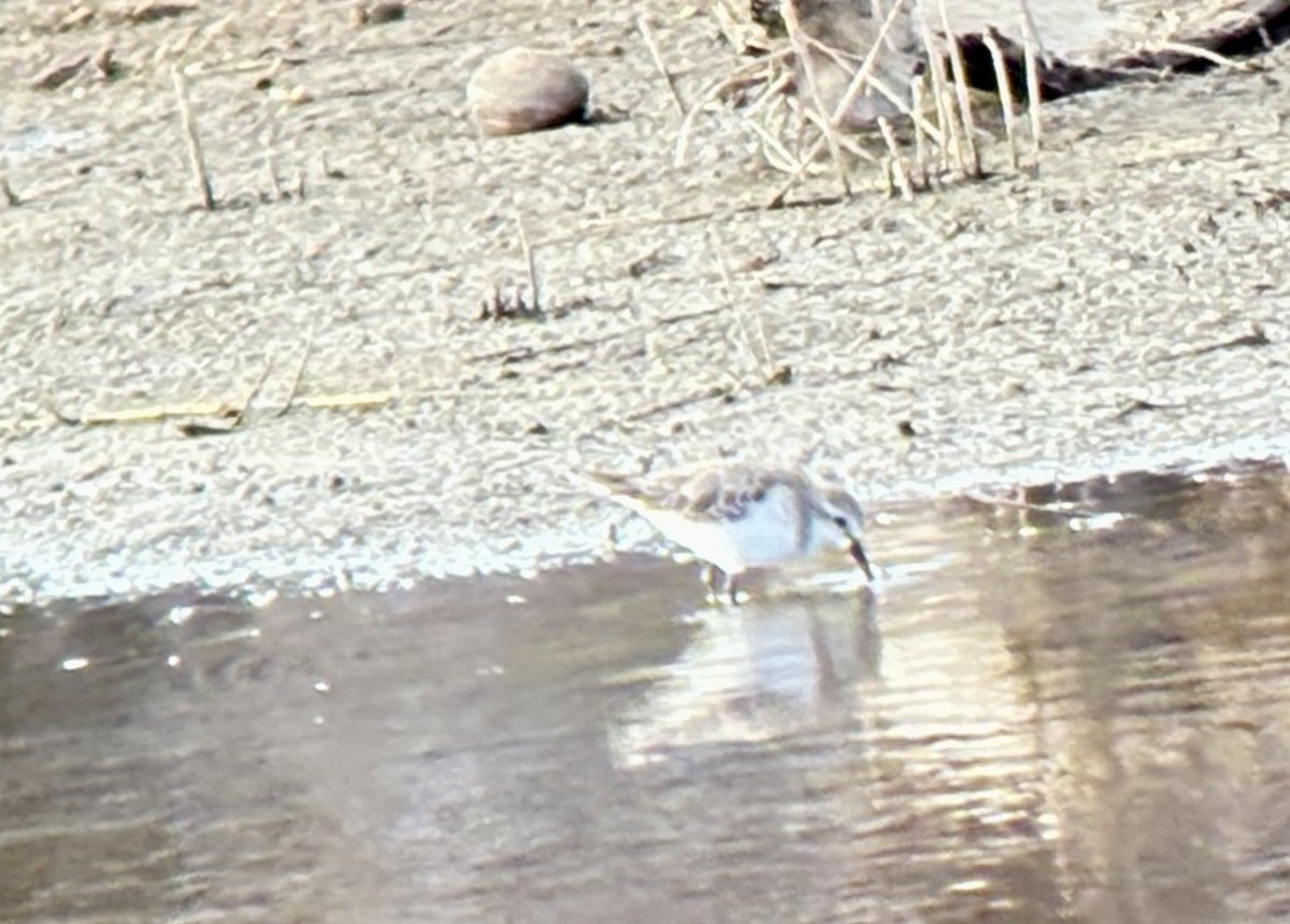 Küçük Kumkuşu - ML645848345