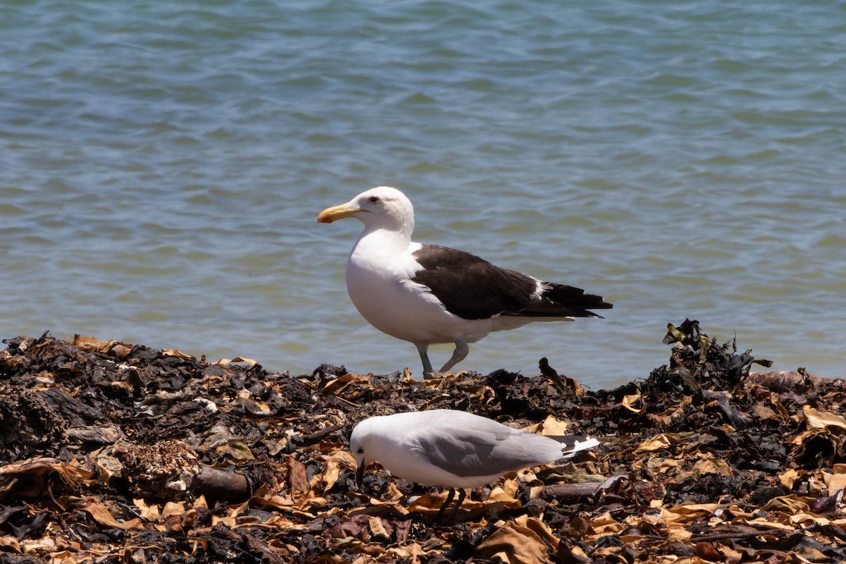 Kelp Gull - ML645848347