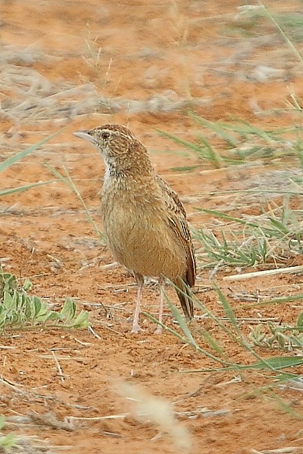 Ostklapperlerche - ML645848355