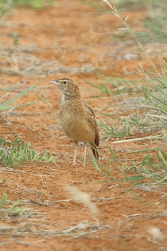 Ostklapperlerche - ML645848356