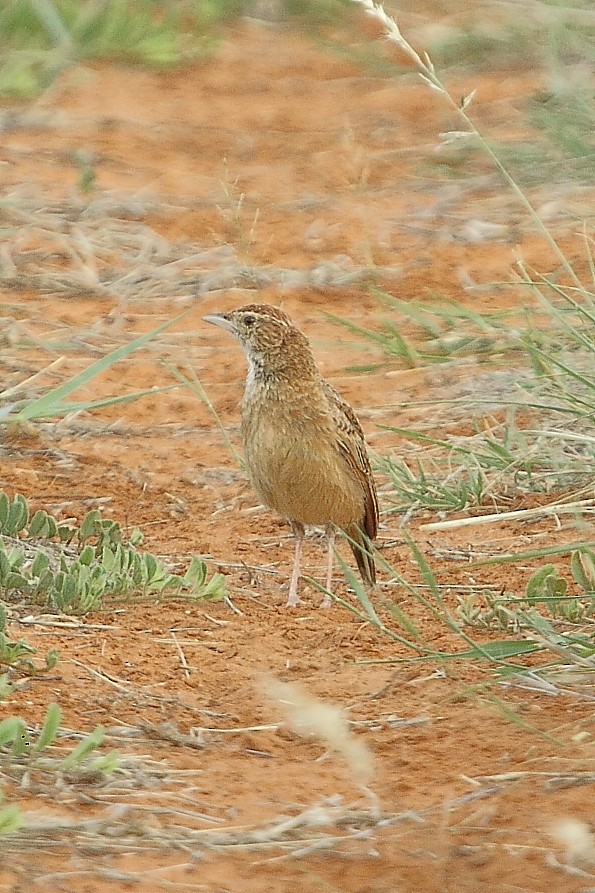 Ostklapperlerche - ML645848357