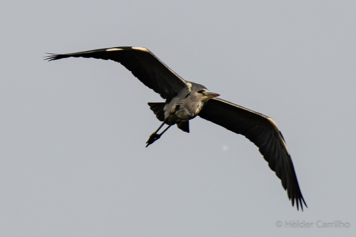 蒼鷺 - ML645848364