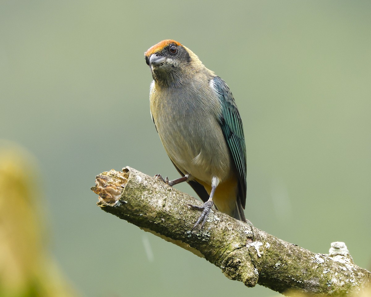 Scrub Tanager - ML645848367