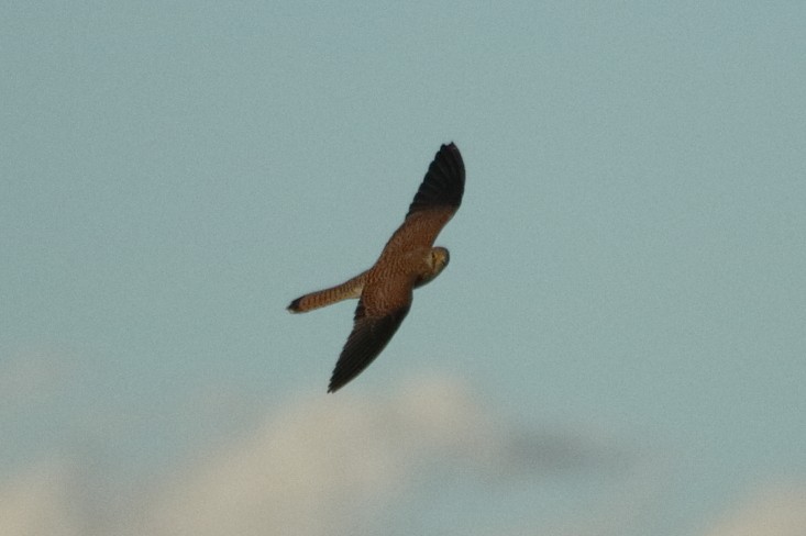 黃爪隼 - ML645848377