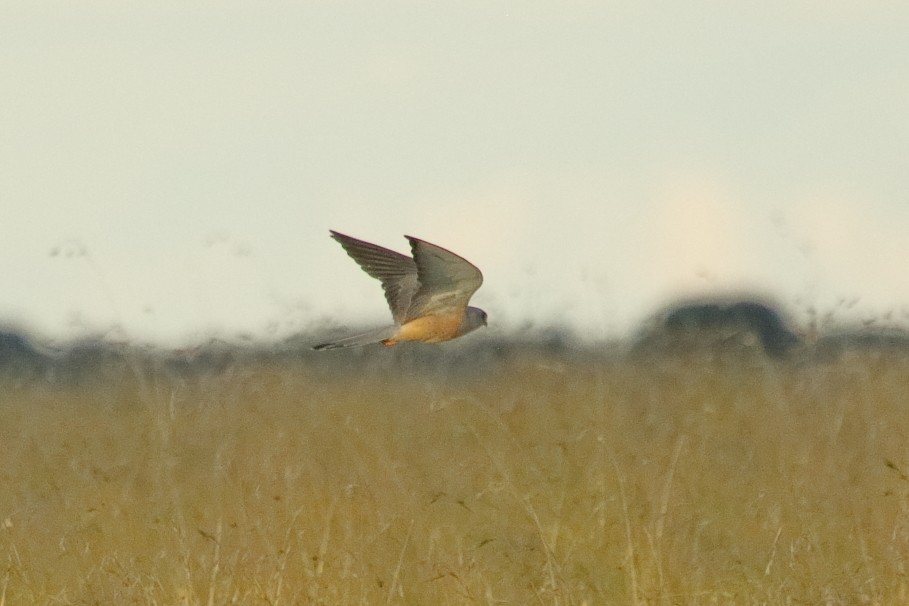 黃爪隼 - ML645848380