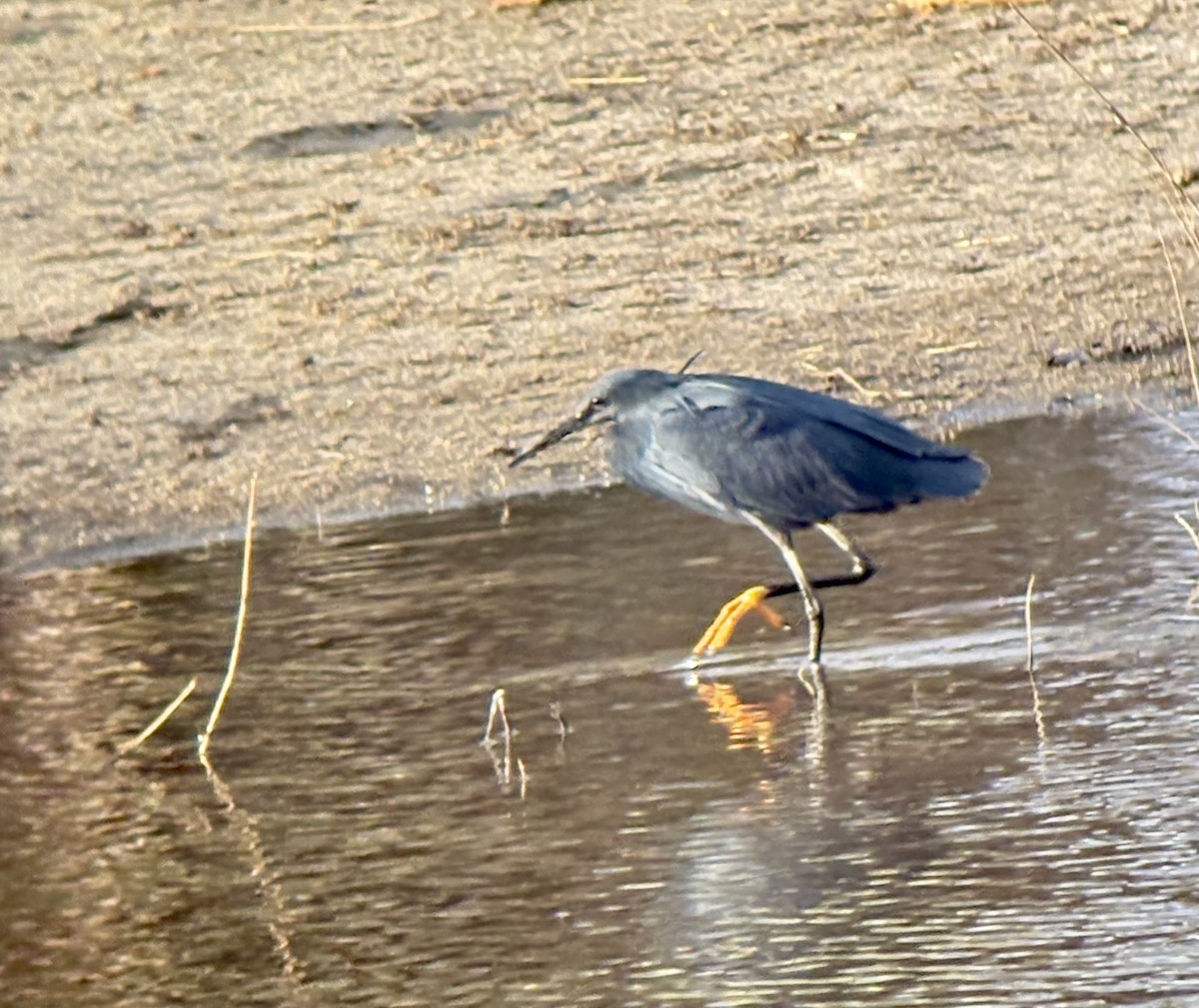 Glockenreiher - ML645848397