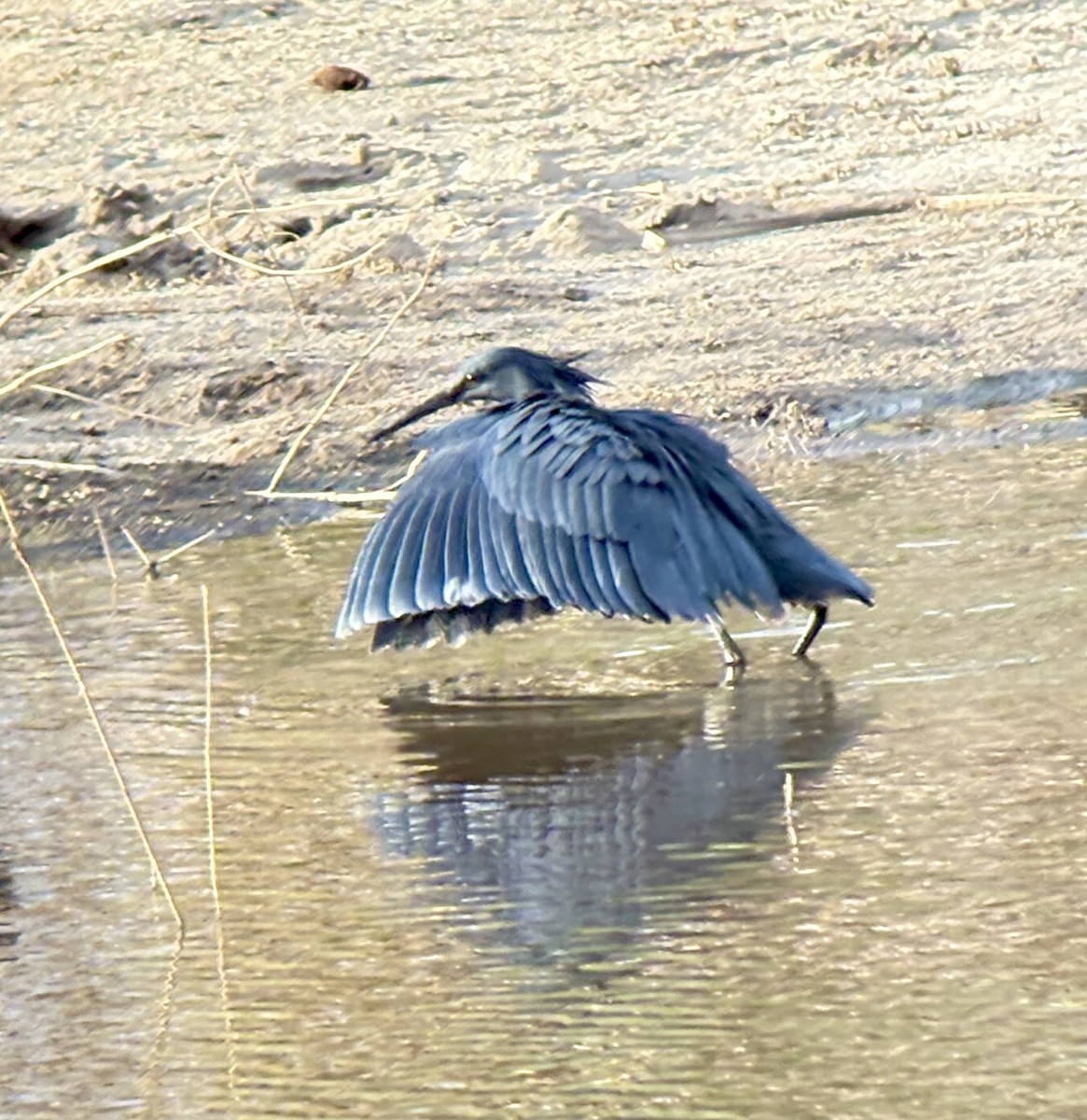 Glockenreiher - ML645848398