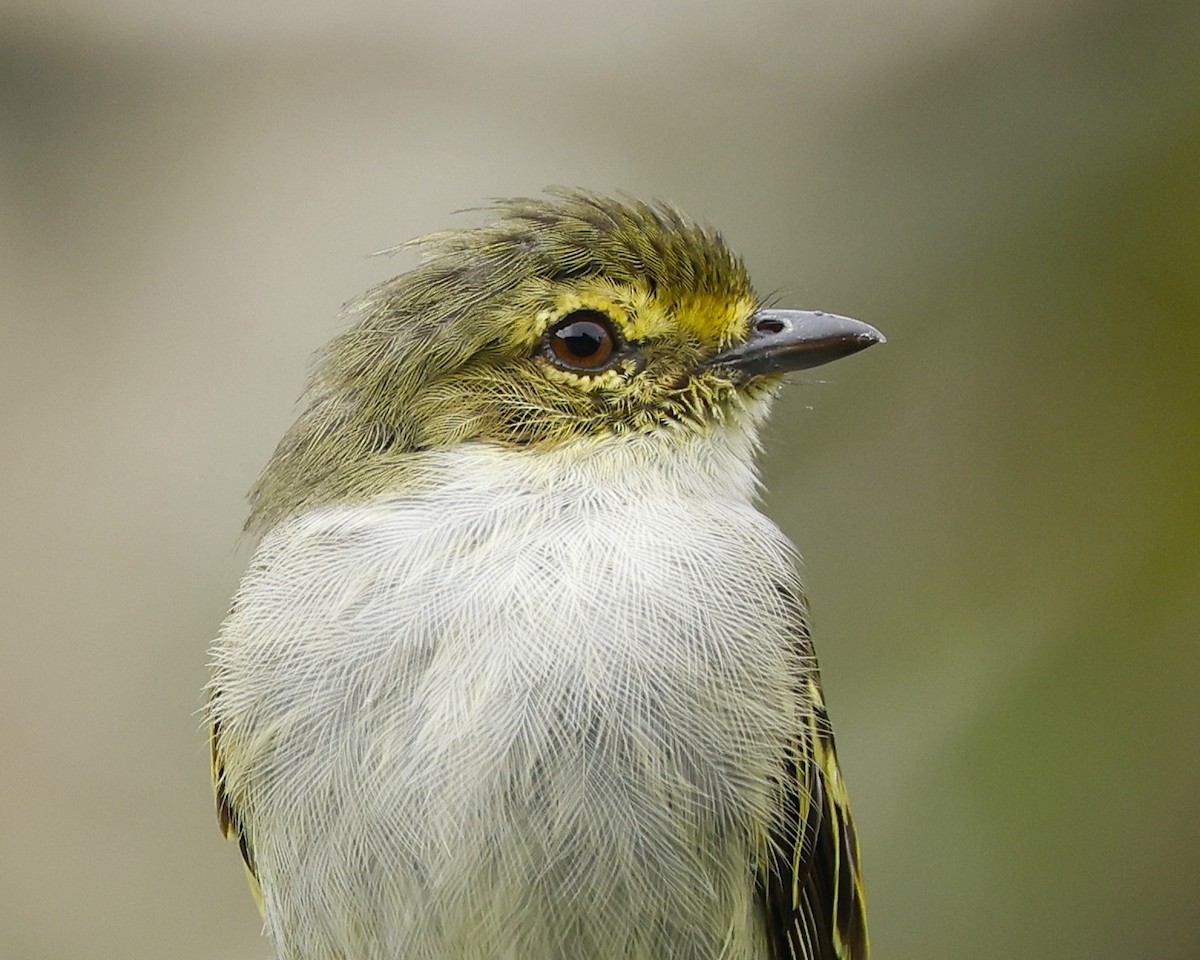 Choco Tyrannulet - ML645848399