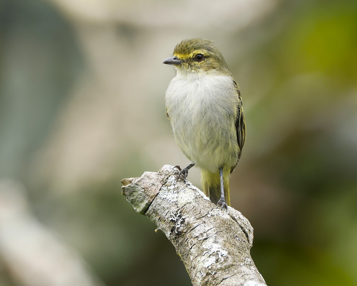 Choco Tyrannulet - ML645848400