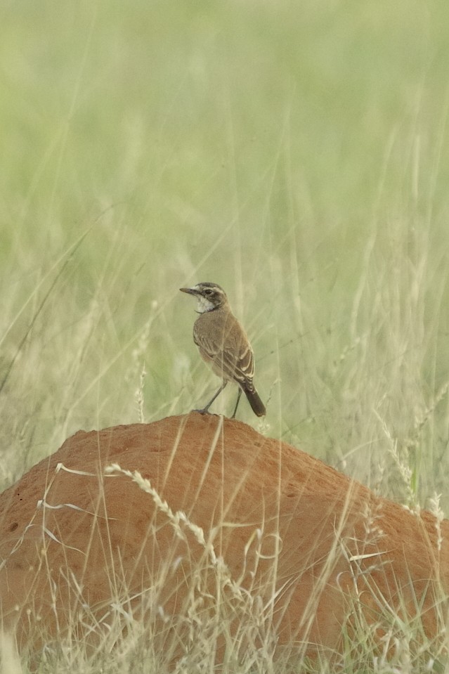 Capped Wheatear - ML645848406