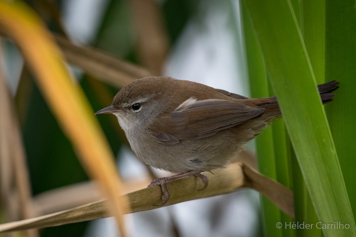 Cetti's Warbler - ML645848407