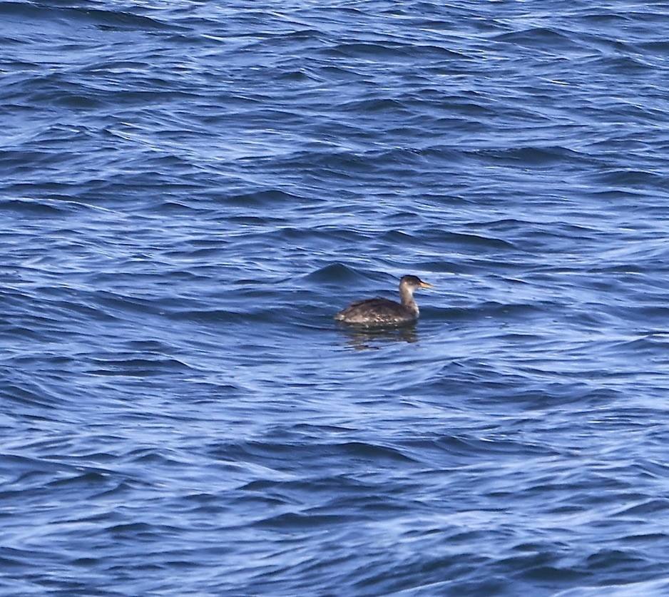 Red-necked Grebe - ML645848411