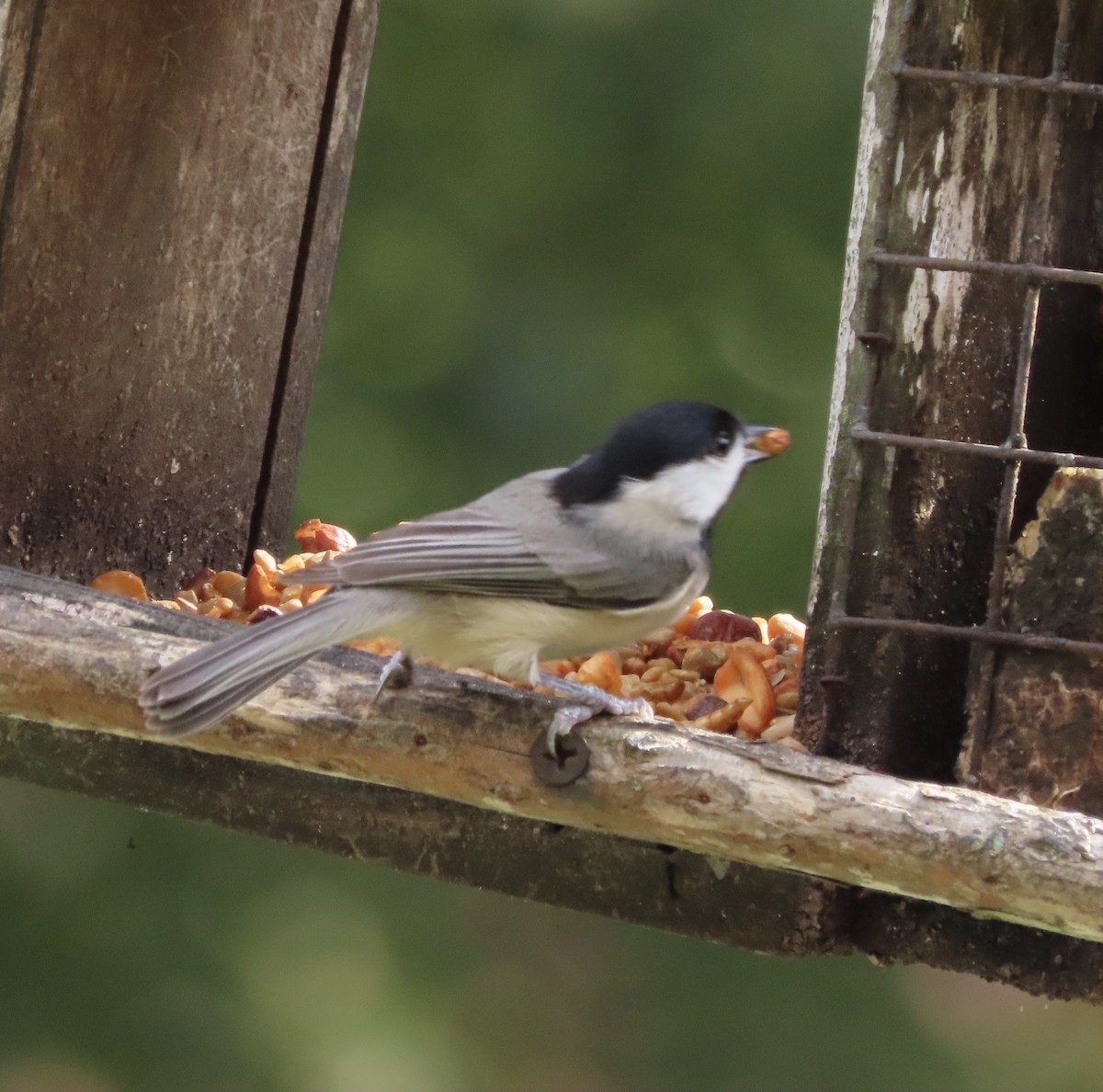 Carolina Chickadee - ML645848413